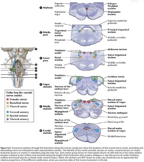 nerves traduction